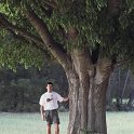 Celtis australis
